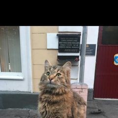 Фото: пропала кошка «Пропал кот кузя Москва» в г. Москва